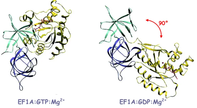 Figure 2.3 : Réorganisation du facteur d’élongation EF1A après hydrolyse du GTP en GDP