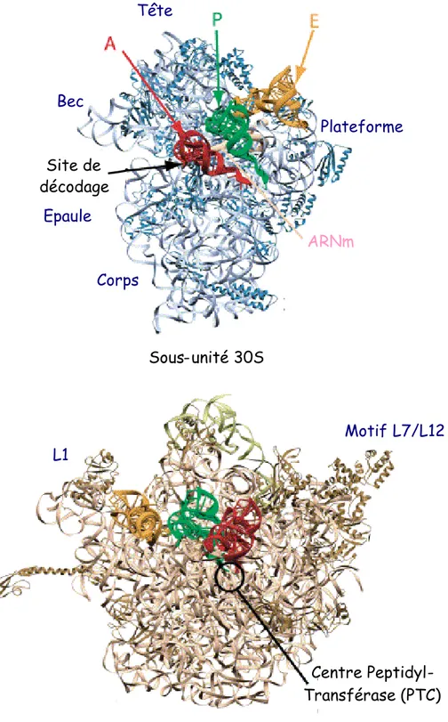 Figure 1.1 : Vue générale de la petite et de la grande sous-unité du ribosome bactérien