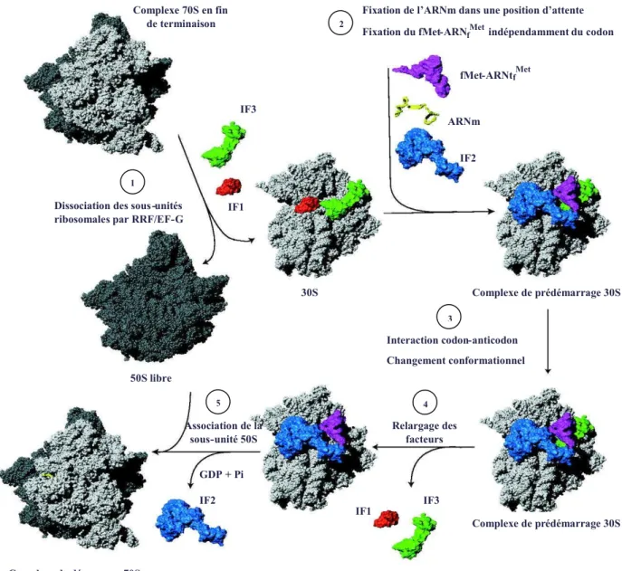 Figure 1.2 : Le démarrage de la traduction chez les Bactéries d’après Laursen et al., 2005.