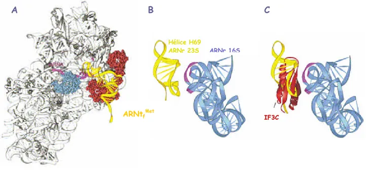 Figure 1.4 : Position du facteur IF3 sur la sous-unité ribosomale 30S relativement à IF1, à