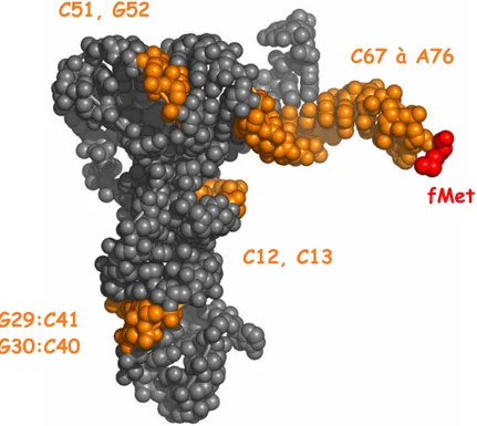 Figure 1.9 : Zones d’interaction d’IF2 sur le fMet-ARNt f Met . Les nucléotides reconnus par IF2 sont