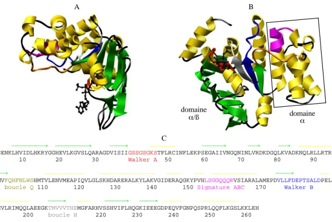 Figure 4. A. B. Structure de la protéine HisP de Salmonella typhimurium complexée à l'ATP (Hung et al., 1998)