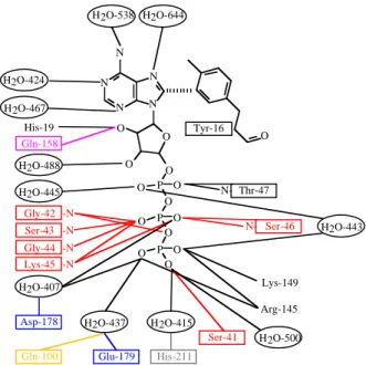 Figure 5. Schéma des interactions entre la protéine HisP et l’ATP (d’après Hung  et al., 1998)