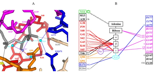 Figure 7. Interaction de la protéine MJ0796(E171Q) avec l’ATP (d’après Smith et al., 2002)