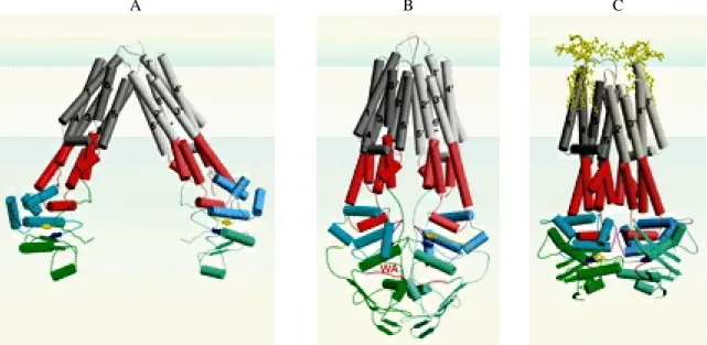 Figure 8. Structure des protéines MsbA d’Escherichia  coli  (A), de Vibrio cholera  (B) et de Salmonella typhimurium  (C) (d’après Davidson et Chen, 2005)