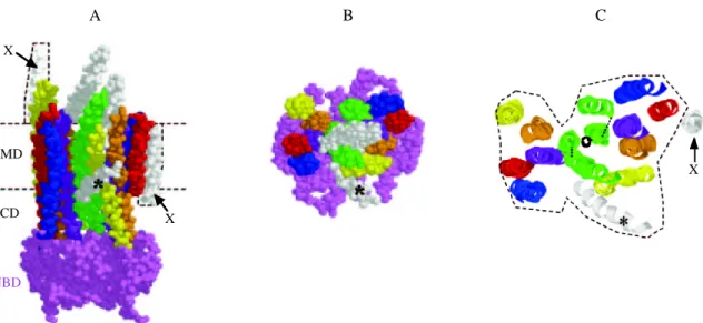 Figure 14. Structure tridimensionnelle de la P-glycoprotéine complexée à l'AMP-PNP-Mg 2+  à une résolution de