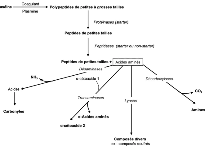 Figure 1 : Protéolyse et catabolisme des acides aminés durant l’affinage du fromage (d’après 