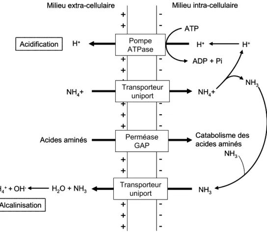 Figure 3 : Schéma de fonctionnement des différents types de transporteurs membranaires, 