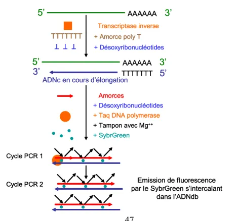 Figure 5: Principe d'amplification par PCR en temps réel 