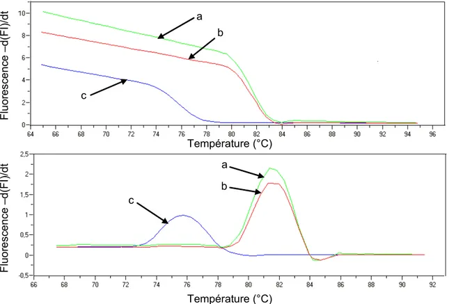 Figure 7 : Courbe de dissociation (Melting curve) du produit PCR de l’aminotransférase Bat2  chez Y