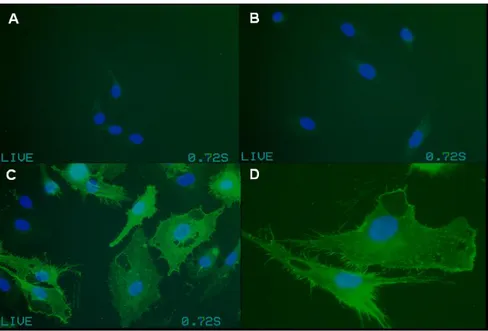 Figure 21 : Expression de la sélectine E à la surface des HUVECs activées par l’interleukine-1-β