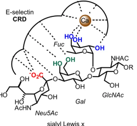 Figure 23 : Groupements du SleX impliqués dans la liaison à la sélectine E. Fuc :  Fucose,  GlcNac :  N-