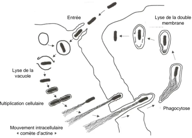 Figure  I.1.  Schéma  des  différentes  phases  de  l’infection  par  Listeria  monocytogenes  (D’après 