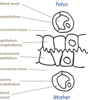 Figure 1.3. Illustration of the six potential tissue layers separating the maternal and fetal circulations: