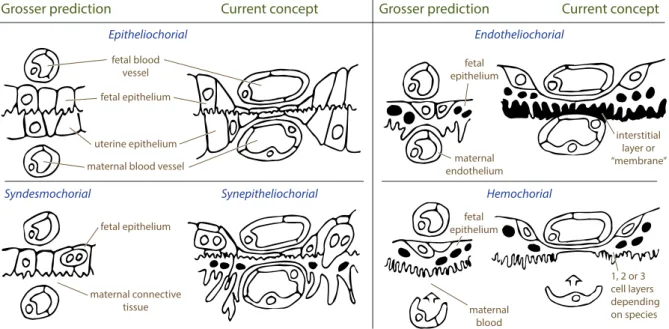 Figure 1.4. Major categories of placentas according to histological placental structure