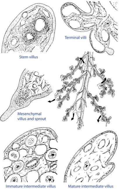 Figure 1.9. Schematic representation of the cross-sections of the main types of fetal villi (stem villi, immature