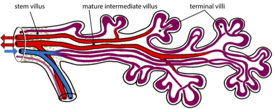 Figure 1.11. Location of fetal vessels inside a branch of a villous tree. Color code: blue — fetal arteries