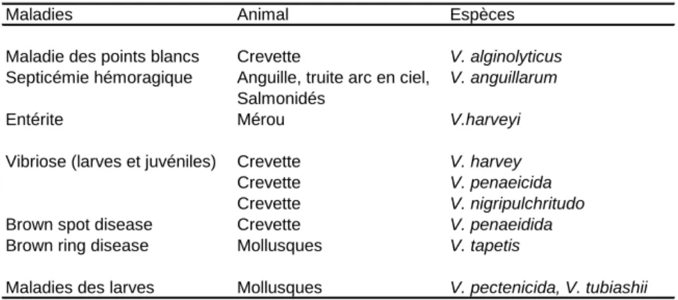 Tableau 1.2 : Exemples de maladies associées à des souches de Vibrio  pathogènes 