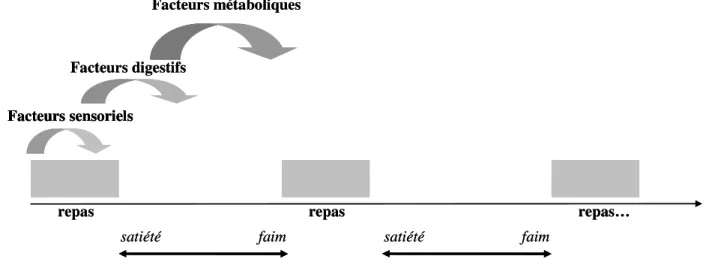 Figure 1 : Cascade de satiété (adapté de Blundell, 1991) 