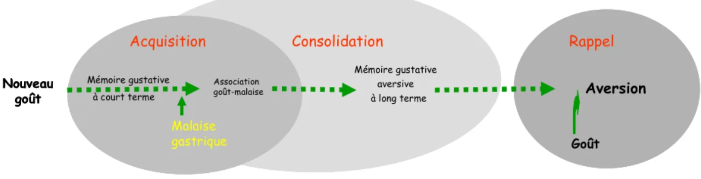 Figure  6 :  Mise  en  place  du  processus  d’aversion  gustative  conditionnée  (d’après  Ferreira,  2006) 