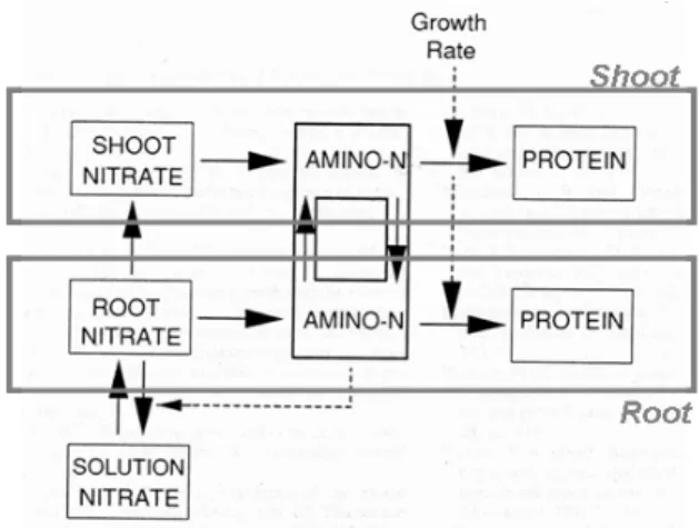 Figure 11. Relation linéaire entre le taux  de photosynthèse à lumière saturante  (P m ) et la quantité de N par unité de 