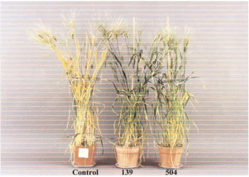 Figure 19. Le phénotype stay-green chez le blé dur. La plante témoin correspond au cultivar Trinakia