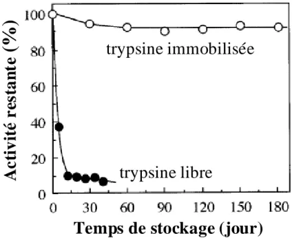 Figure I.3. Diminution des phénomènes d’hydrolyse de la trypsine après l’immobilisation  [24]
