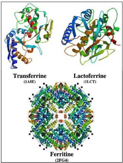 Figure 3 - Structure protéique de la transferrine, la lactoferrine et la ferritine  humaine  