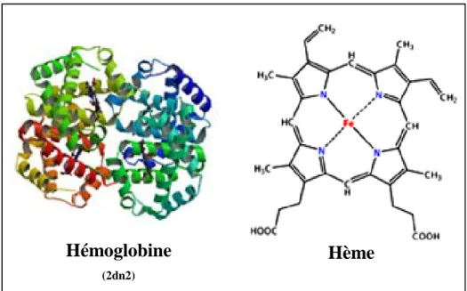 Figure 4 - Structure de l’hémoglobine humaine et de l’hème  