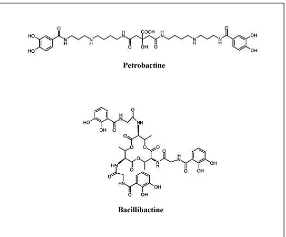 Figure 9 - Structure chimique des deux sidérophores : la petrobactine et la  bacillibactine 