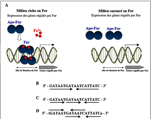 Figure 11 - Schéma du mode d’action du régulateur Fur 