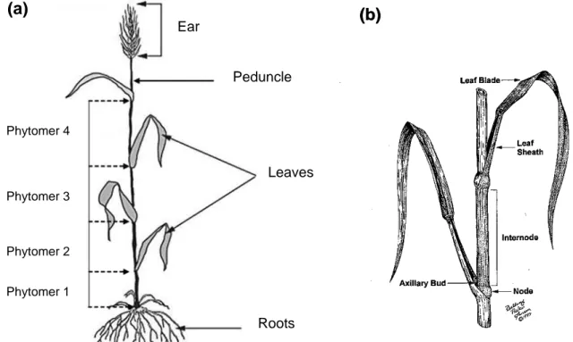 Figure  1.  (a)  An  example  of  a  wheat  tiller  with  its  components  from  bottom  to  top:  roots,  the 