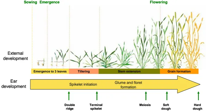 Figure 2. Principle  phases of external development of a wheat plant and of ear  development (Slafer 