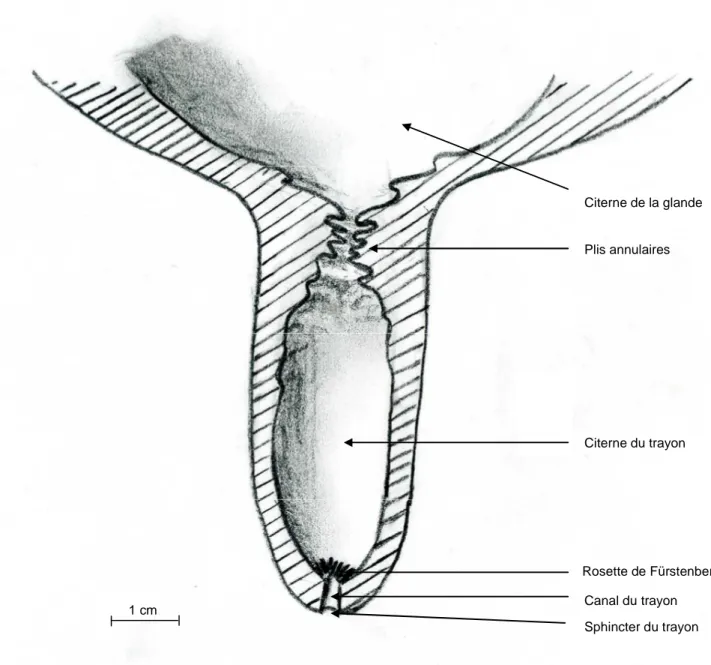 Figure  I-5  :  Coupe  longitudinale  schématique  d’un  trayon  de  glande  mammaire  bovine  (adapté  de  Frandson, 1986; Quinn, 1980) 
