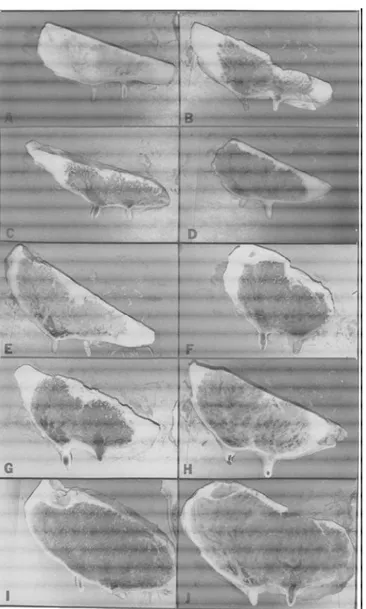 Figure I-8 : Coupes sagittales de la glande mammaire de génisse en première gestation (Swanson &amp;  Poffenbarger, 1979) 
