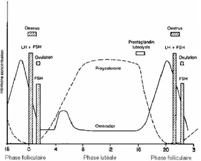 Figure I-10 : Représentation schématique des changements de concentration des hormones stéroïdiennes  plasmatiques lors du cycle oestral bovin (adapté de Peters &amp; Lamming, 1983) 