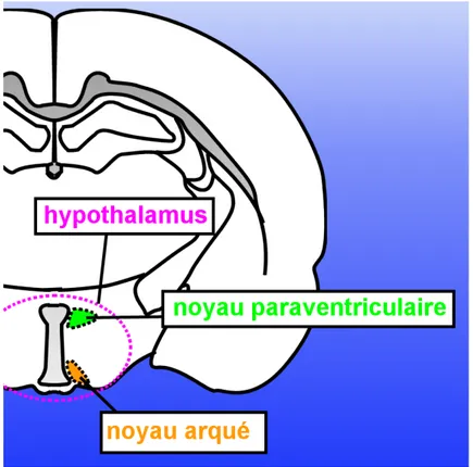 Figure 8: Localisation des principaux noyaux de l’hypothalamus impliqués dans l’homéostasie  énergétique (coupe transversale dans un cerveau de rat).