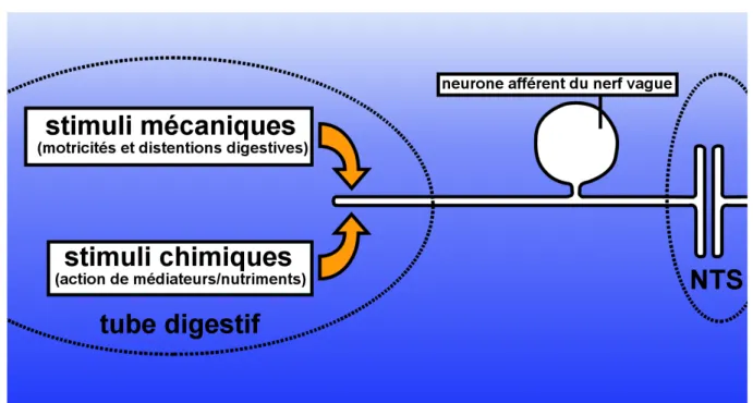 Figure 14: Surveillance du tube digestif par le nerf vague. 