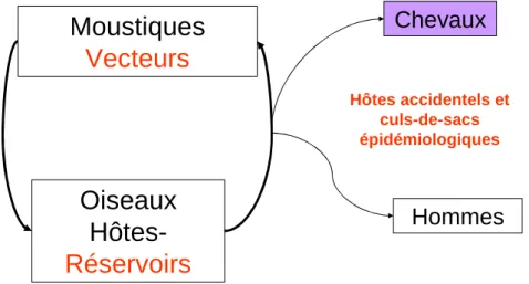 Figure 1 : Schéma simplifié du cycle épidémiologique du virus West Nile 