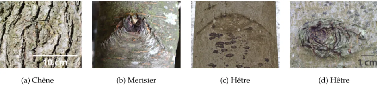 Figure 1.4 Illustrations de cicatrices de branche sur le tronc d’espèces différentes.