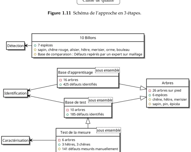 Figure 1.12 Description du matériel végétal utilisé dans les expérimentations à chaque étape.
