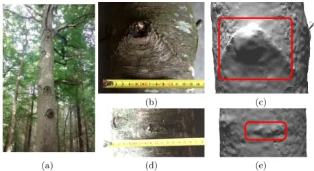 Fig. 1. (a) Defects on a standing tree in forest. (b,c) A Chinese mustache and its corresponding mesh