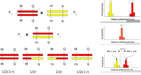 Fig. 2.1 – Repr´esentation sch´ematique d’un plan de croisement de type “backcross” entre deux lign´ees pures P 1 et P 2 