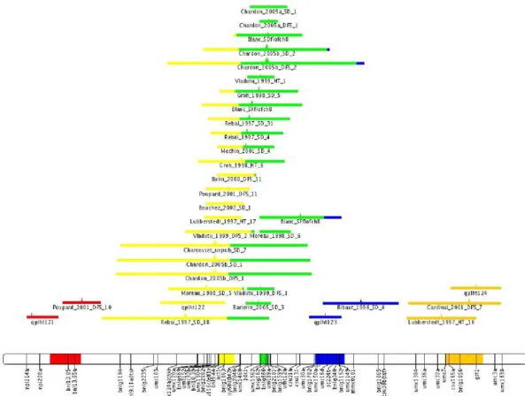 Fig. 3.5 – Result of the meta-analysis of the 34 QTL projected on the consensus chromosome 8