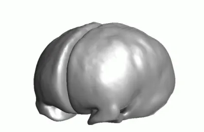 Fig. 2.4 { Representation tridimensionnelle d'un cerveau moyen obtenu par morphologie mathematique [MANG-95] a partir d'un volume representant la moyenne de 305 IRM mis dans l'espace de Talairach [COLL-94].