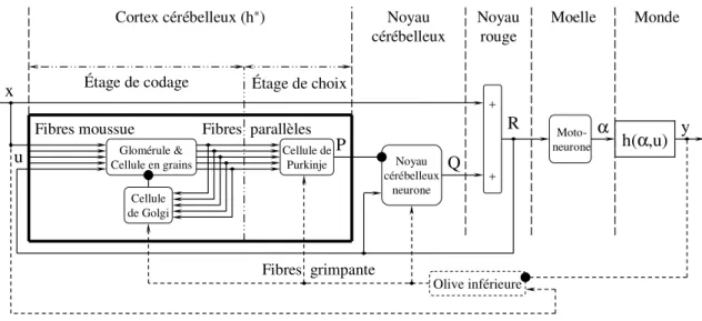 Figure 1.13 : Connectivité des réseaux de neurones artificiels (ANNs) représentant le Cortex  Cérébelleux