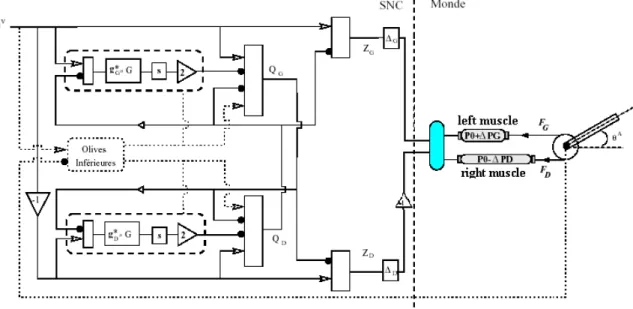 Figure 1.15 : Schéma de voies cérébelleuses pour commander un bras robotique actionné par  des muscles artificiels