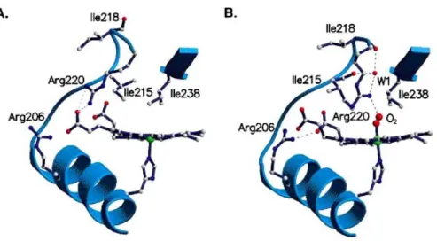 Figure 1.11: Structure de la poche de l’hème de BjFixLH montrant les acides aminés clés (Ile  215, 218, 238 et les arginines 206, 220) impliqués dans la transduction du signal