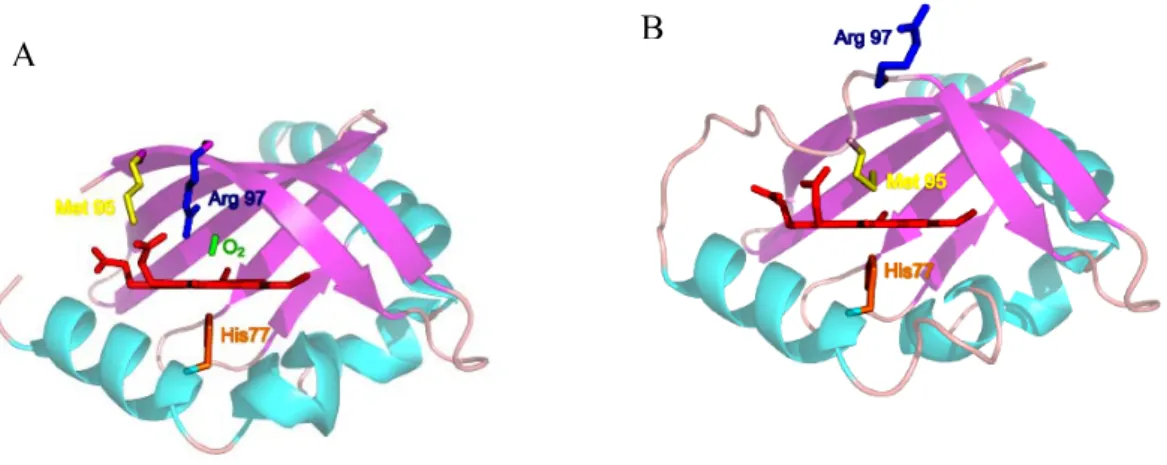Figure 1.14 : Structure de la poche de l’hème de DosH. L’oxycomplexe est représenté sur la  figure (A) avec la présence d’O 2  (en vert) et l’état déoxy est réprésenté sur la figure (B)