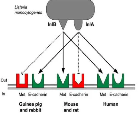 Figure  1 :  Reconnaissance  des  internalines A  et  B  de  L.  monocytogenes par  les  récepteurs Met et E-cadherine chez le lapin, le cobaye, la souris, le rat et l’Homme
